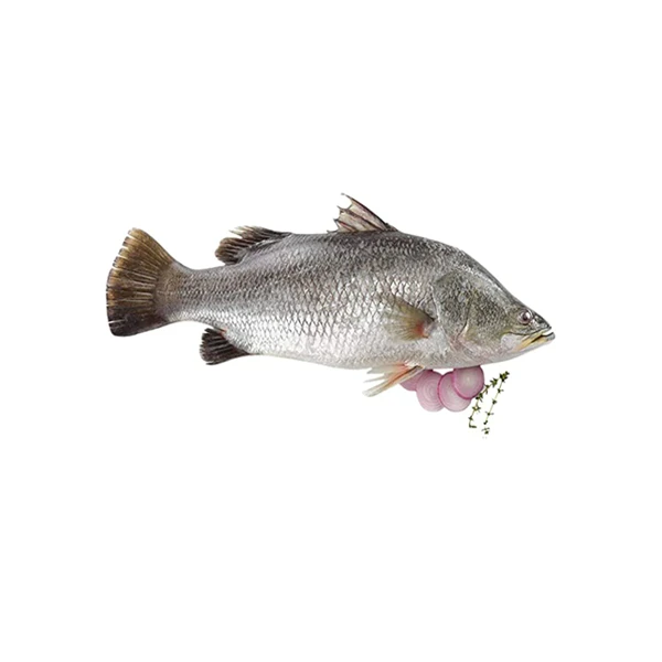 Vetki Fish