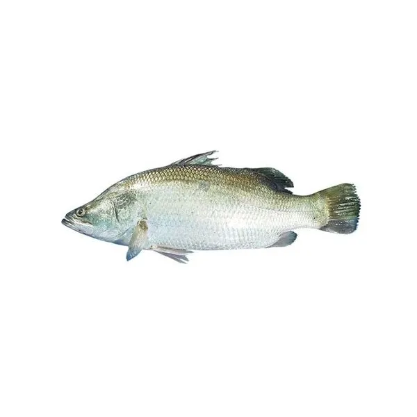 Koral Fish 1.5Kg - 3 Kg